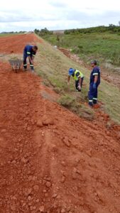 Plantio de 70.000 m² de grama​
