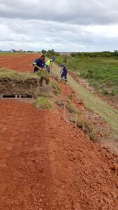 Plantio de 70.000 m² de grama​